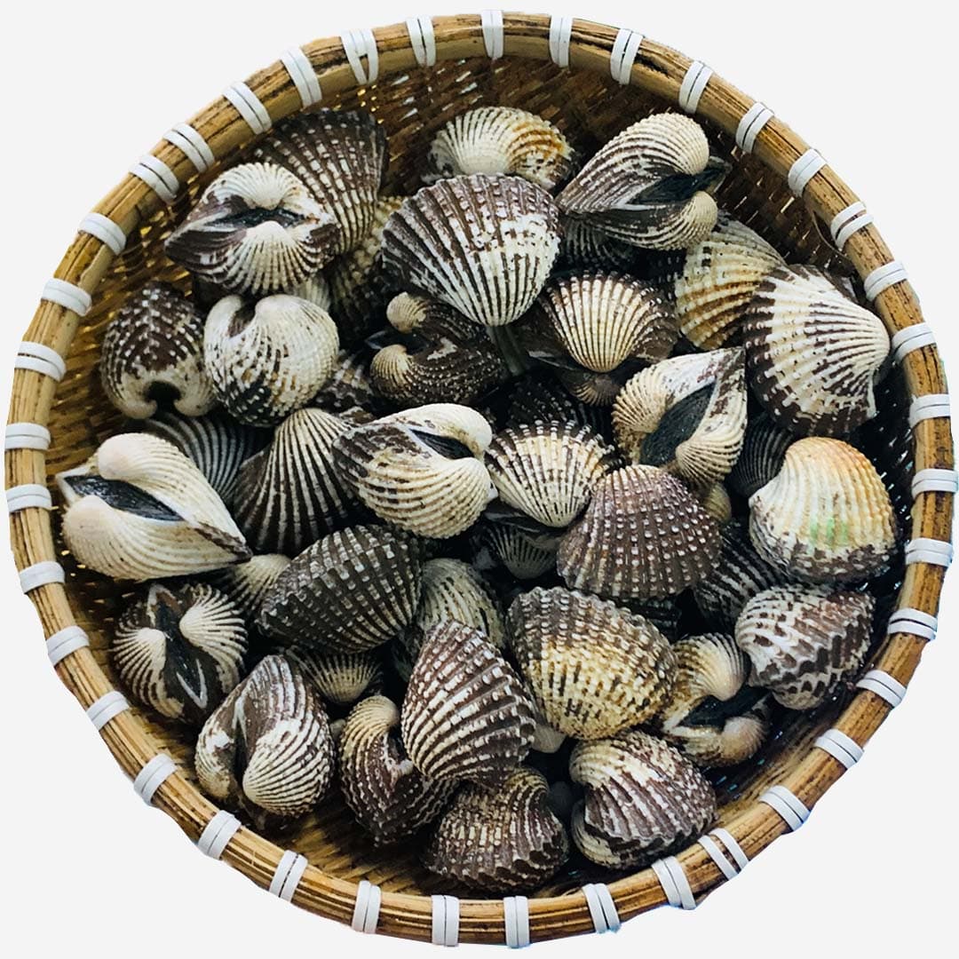Sò Huyết Indo Sống Size 20 - 30 - Hình 1